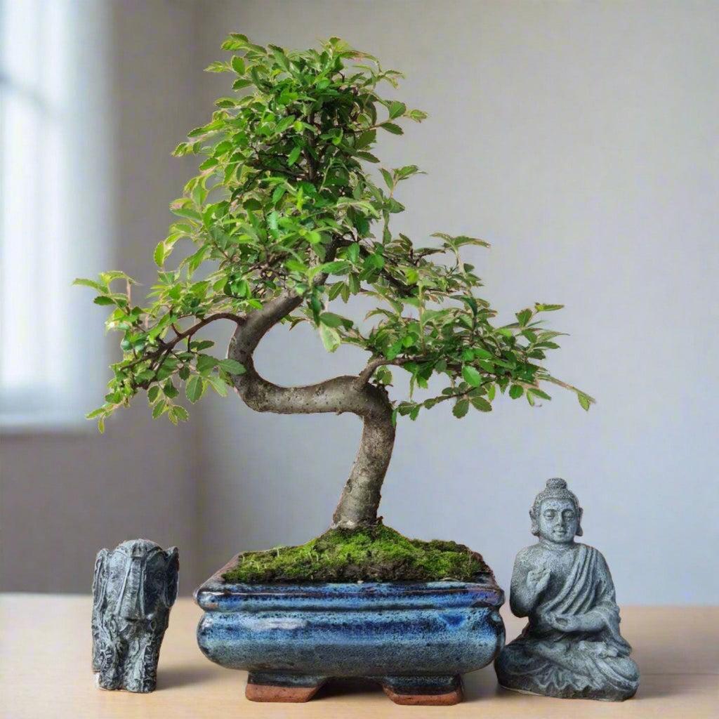 Beautifully Shaped Chinese Elm Bonsai Tree (15cm Pot)