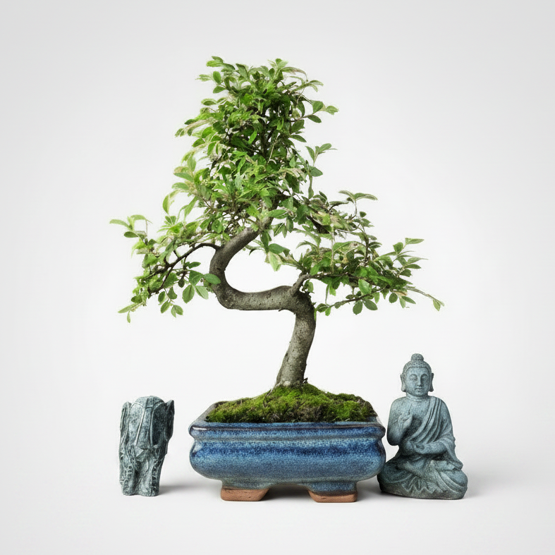 Beautifully Shaped Chinese Elm Bonsai Tree (15cm Pot)