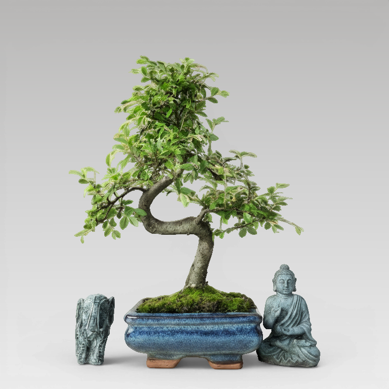 Chinese Elm (Ulmus Parvifolia) Bonsai Tree | Shaped | In 15cm Pot *SHIP FROM UK*