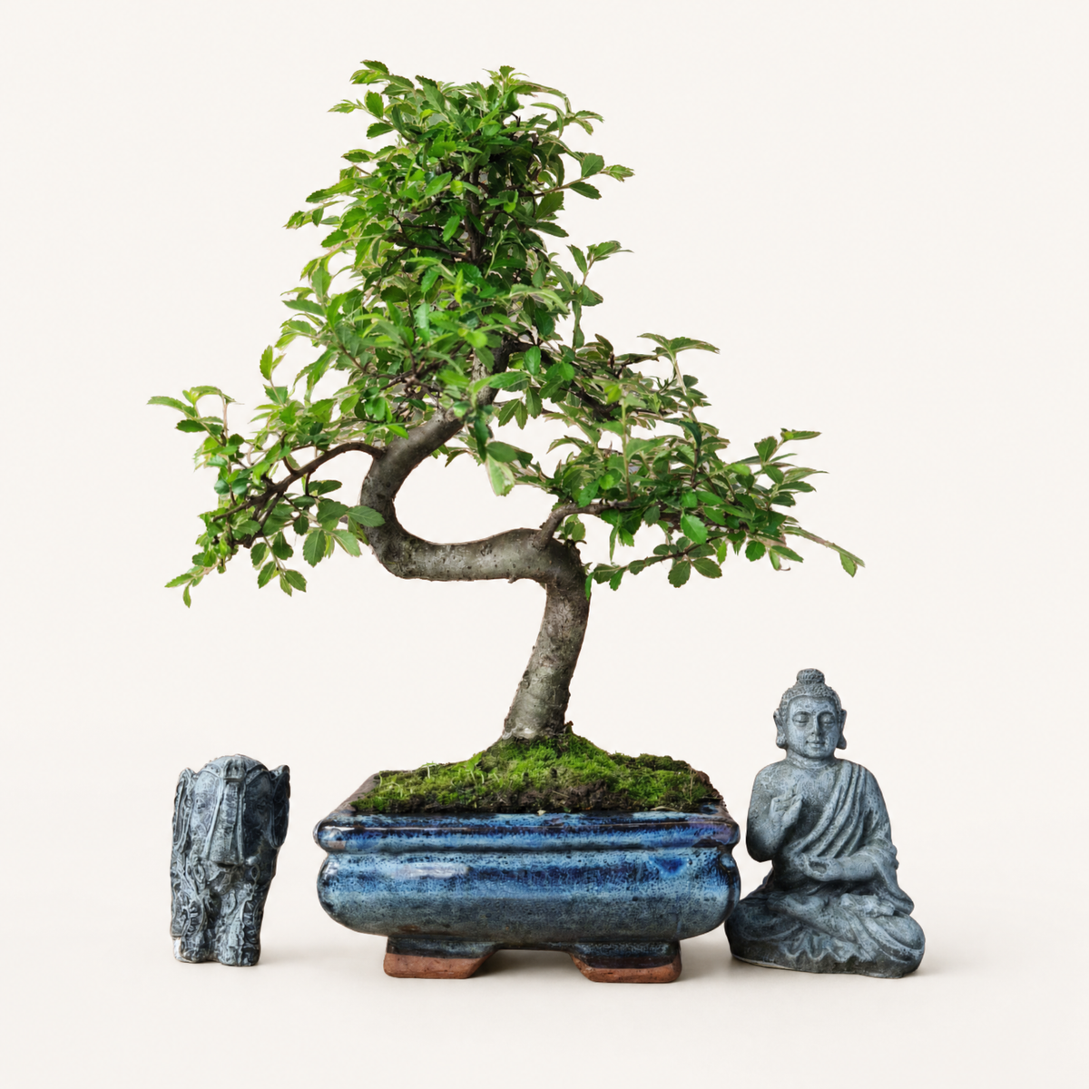 Chinese Elm (Ulmus Parvifolia) Bonsai Tree | Shaped | In 15cm Pot *SHIP FROM UK*