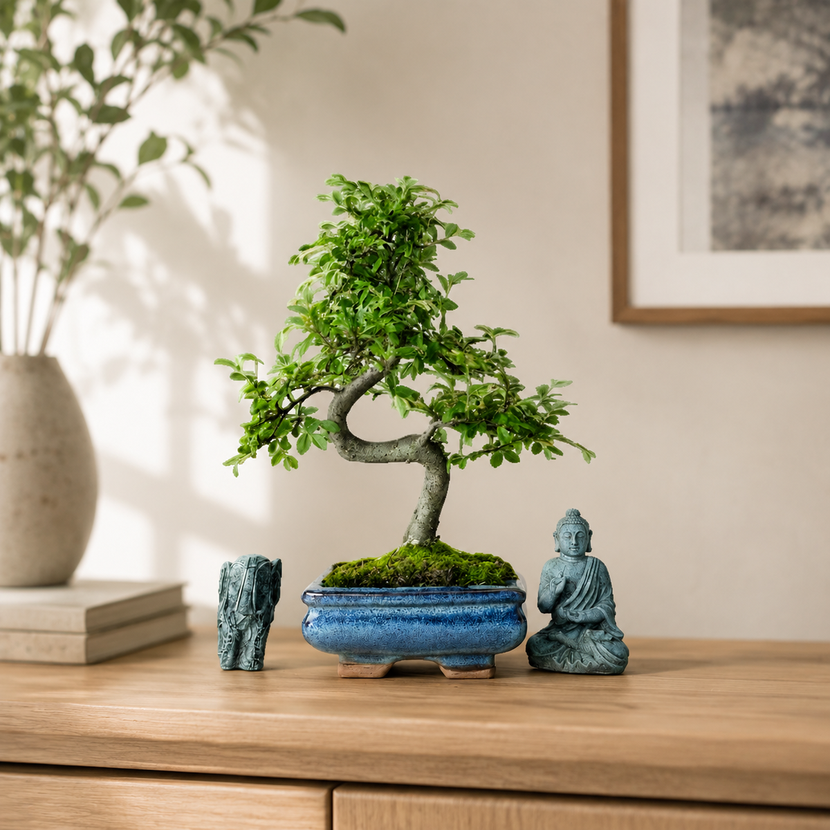 Beautifully Shaped Chinese Elm Bonsai Tree (15cm Pot)