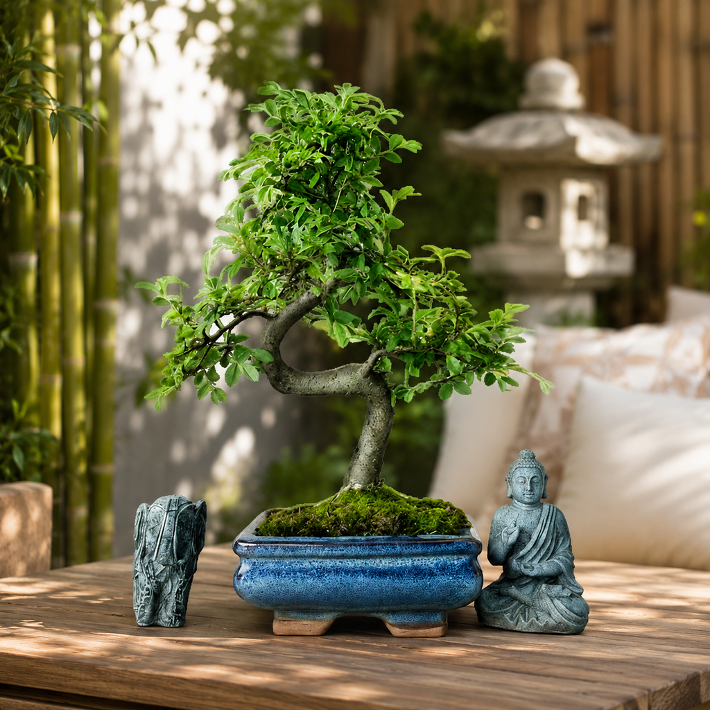 Beautifully Shaped Chinese Elm Bonsai Tree (15cm Pot)